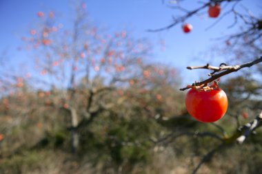 Persimmon fruit detail in vivid orange clipart