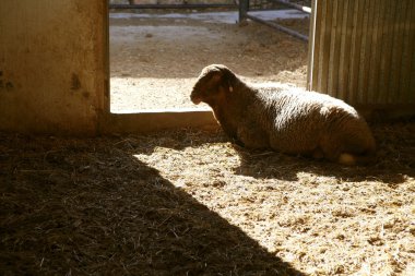 Lamb on the farm clipart