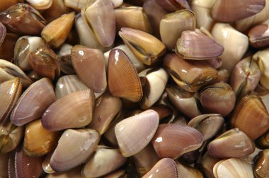 Clams, tellin seafood close up clipart