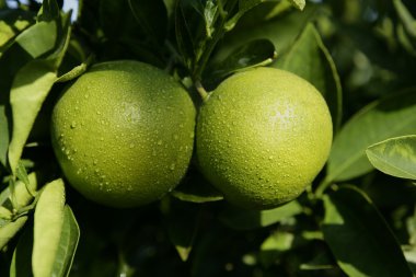 fuego naranja sobre fondo negroYeşil büyüyen ağaca tutunan portakal