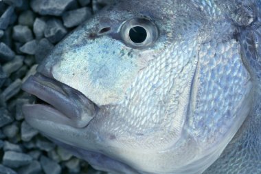 Denton, Akdeniz sparus balık, Eşkine, snapper