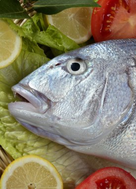 Denton, Akdeniz sparus balık, Eşkine, snapper