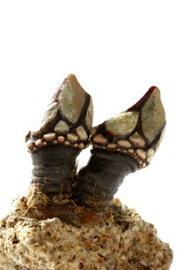 barnacle beyaz stüdyo arka plan üzerinde izole
