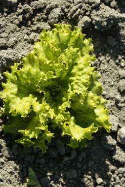 İspanya ülkede yeşil salata