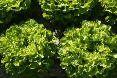 İspanya ülkede yeşil salata