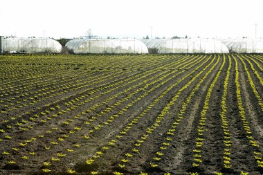 Lettuce sprouts field, green vegetable outbreaks clipart