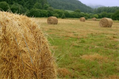 Hay round bale of dried wheat cereal clipart