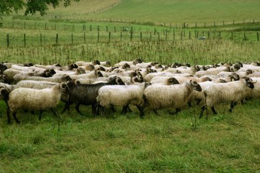 Green meadow with flock of sheep and goats clipart