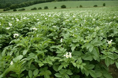 groene aardappelen veld in bloemen