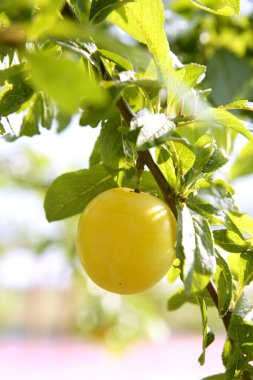 Mirabelle yellow plum fruit in its tree clipart