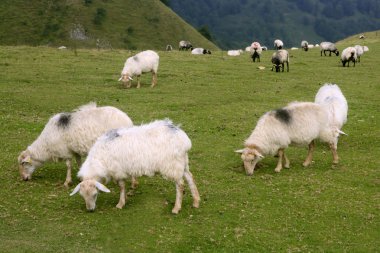 pyrenees koyunları ile yeşil çayır