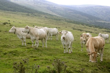 bej yeşil çayır yemek sığır ineklerin