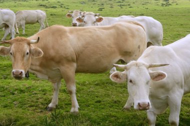 Beige cows cattle eating in green meadow clipart