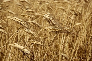 Agriculture wheat golden dried fiels crop clipart