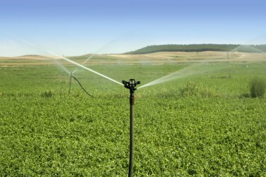 Irrigation vegetables field with sprinkler clipart