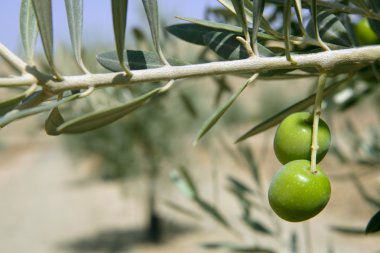 güzel yeşil zeytin alan makro mavi gökyüzü üzerinde