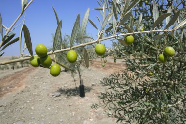 ülke genç zeytin ağaçları hill alanı