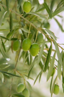 İspanya yeşil meyveler ile zeytin ağacı