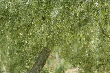 İspanya yeşil meyveler ile zeytin ağacı