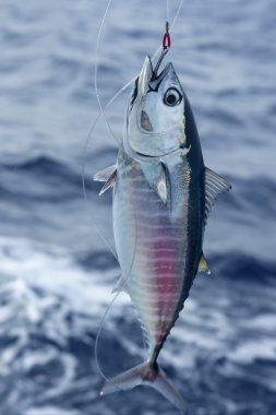 Blue fin bluefin tuna catch and release clipart