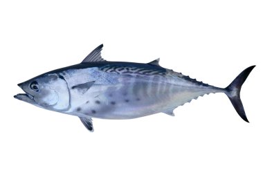 Little tunny catch tuna fish seafood clipart