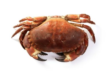 Cancer pagurus big crab isolated on white clipart