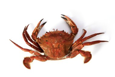Lio carcinus puber crab isolated on white clipart