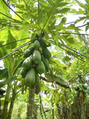 papaya ağaç meyve tropikal ormanda büyüyen