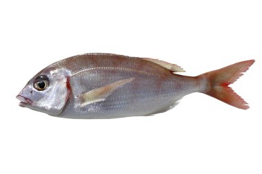Common pandora fish pagellus erythrinus clipart