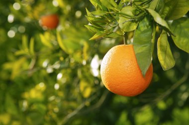 Orange fruit tree before harvest Spain