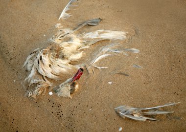 Dead seagull in the sand, ecology clipart