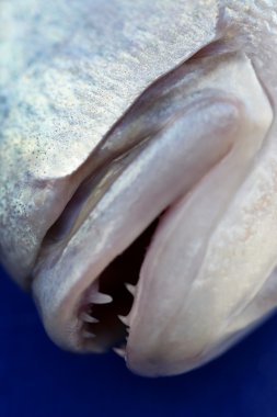 Denton, Akdeniz sparus balık, Eşkine, snapper