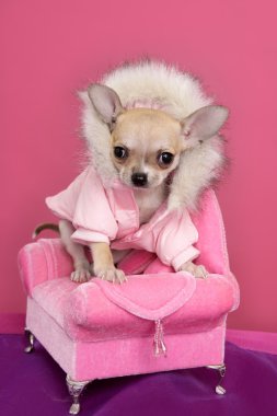 Fashion chihuahua dog barbie style pink armchair
