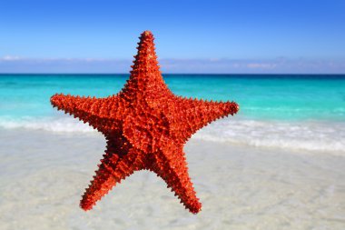 Starfish isolated in a tropical turquoise beach clipart