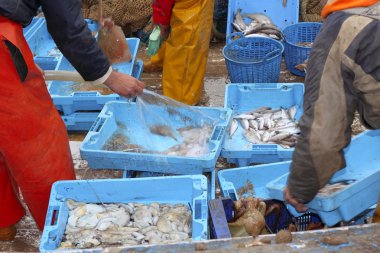 Fishermen hands working fish catch on boat deck clipart