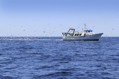 profesyonel fisherboat birçok martılar mavi okyanus