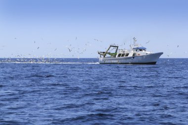 Professional fisherboat many seagulls blue ocean clipart