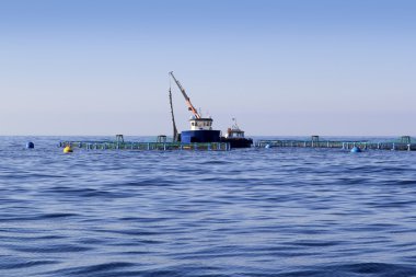 mavi okyanus deniz ufku üzerinde balık çiftliği