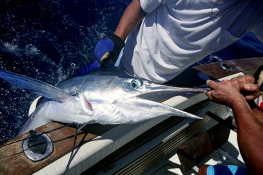 Billfish beyaz Marlini yakala ve bırak teknede