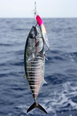 Blue fin bluefin tuna catch and release clipart
