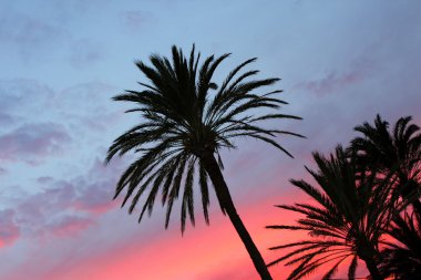 Blue and orange red sunset palm trees clipart