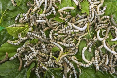 silkworms dut yaprağı tatlı yeme