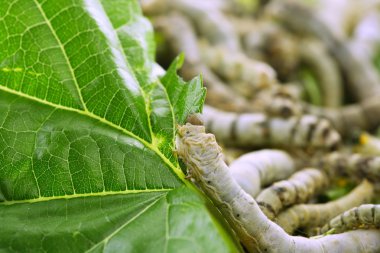 silkworms dut yaprağı tatlı yeme