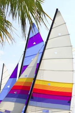 Hoby hobby cat colorful sails palm tree leaf clipart