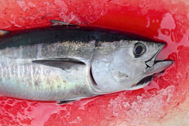 Bluefin tuna Thunnus thynnus saltwater fish clipart