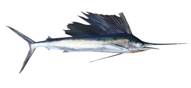 sailfish gerçek balık üzerinde beyaz izole