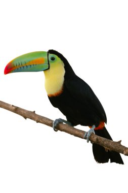 Toucan bird colorful in white background clipart