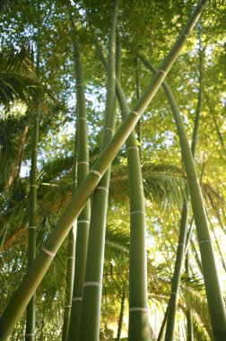 Bamboo cane green plantation clipart