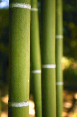 Bambu kamışı yeşil çiftlik