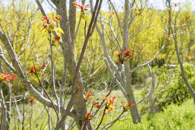 eerste lente rode boom spruiten groeiende
